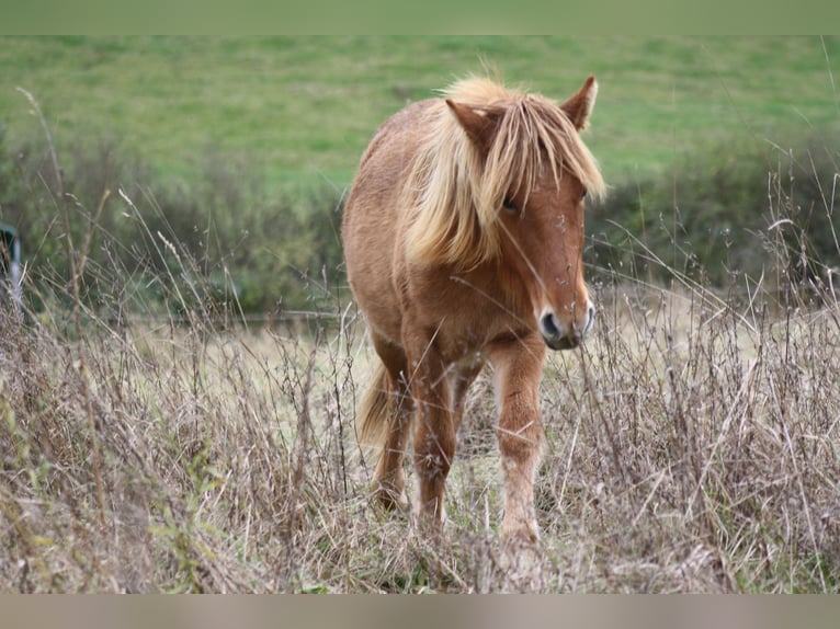 IJslander Merrie 2 Jaar 135 cm Falbe in Eichenbach