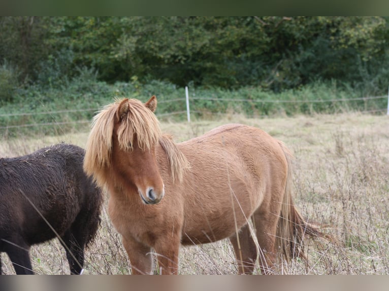 IJslander Merrie 2 Jaar 135 cm Falbe in Eichenbach