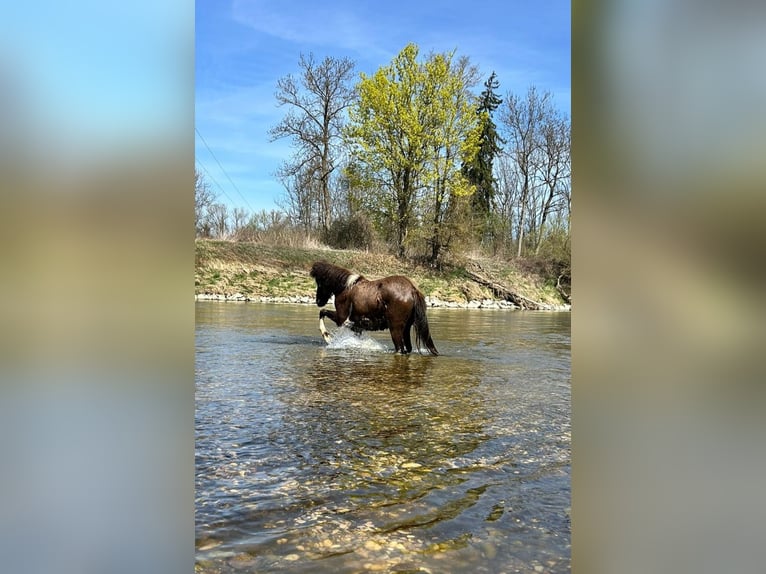 IJslander Merrie 2 Jaar 135 cm Gevlekt-paard in Wang