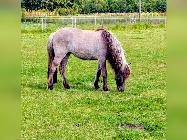 IJslander Merrie 2 Jaar 138 cm Falbe in Geldern