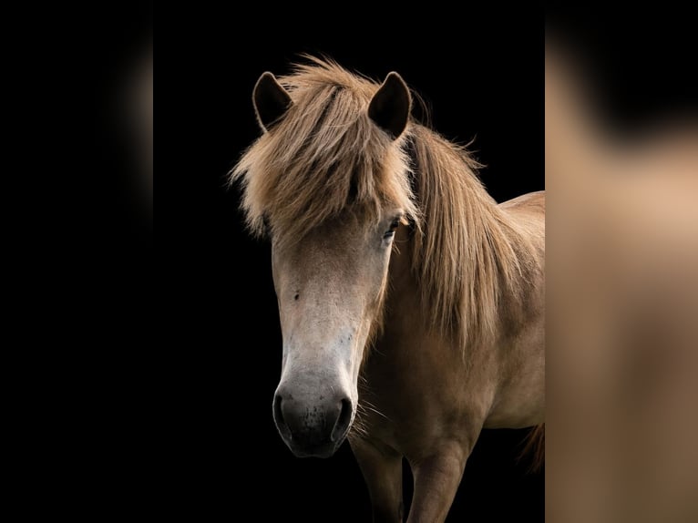 IJslander Merrie 2 Jaar 138 cm  in Blunk