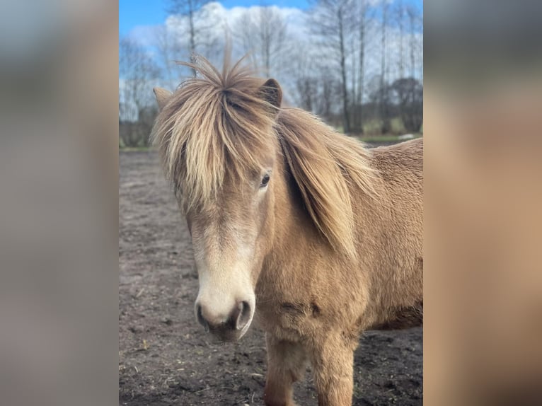 IJslander Merrie 2 Jaar 138 cm  in Blunk