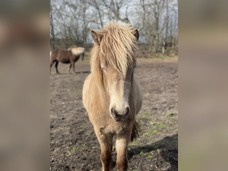 IJslander Merrie 2 Jaar 138 cm  in Blunk