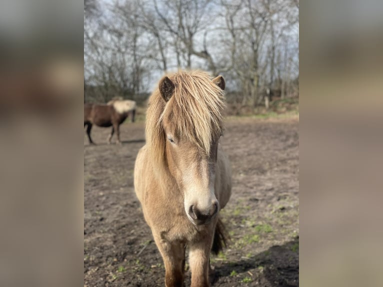 IJslander Merrie 2 Jaar 138 cm  in Blunk