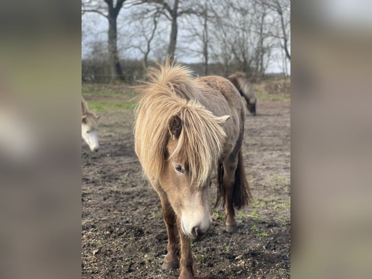 IJslander Merrie 2 Jaar 138 cm  in Blunk