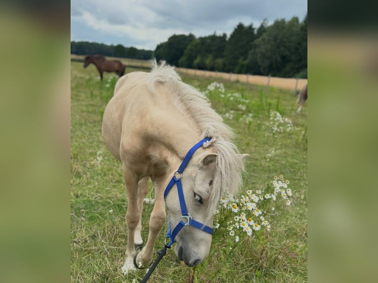 IJslander Merrie 2 Jaar 139 cm Palomino in Winschoten