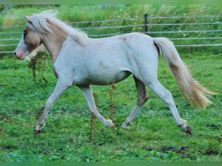 IJslander Merrie 2 Jaar 140 cm Gevlekt-paard in Saarland