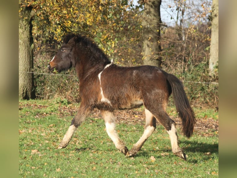 IJslander Merrie 2 Jaar 140 cm Gevlekt-paard in Südlohn