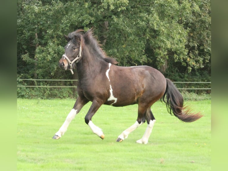 IJslander Merrie 2 Jaar 140 cm Gevlekt-paard in Winterswijk Kotten