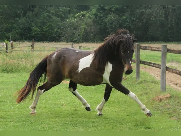 IJslander Merrie 2 Jaar 140 cm Gevlekt-paard in Winterswijk Kotten