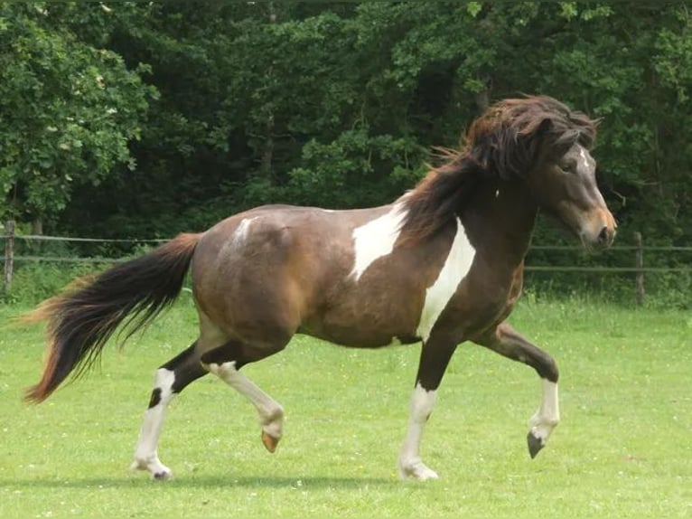 IJslander Merrie 2 Jaar 140 cm Gevlekt-paard in Winterswijk Kotten