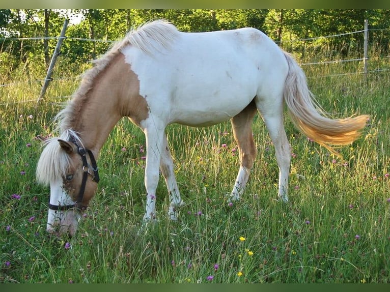 IJslander Merrie 2 Jaar 140 cm Gevlekt-paard in Saarland