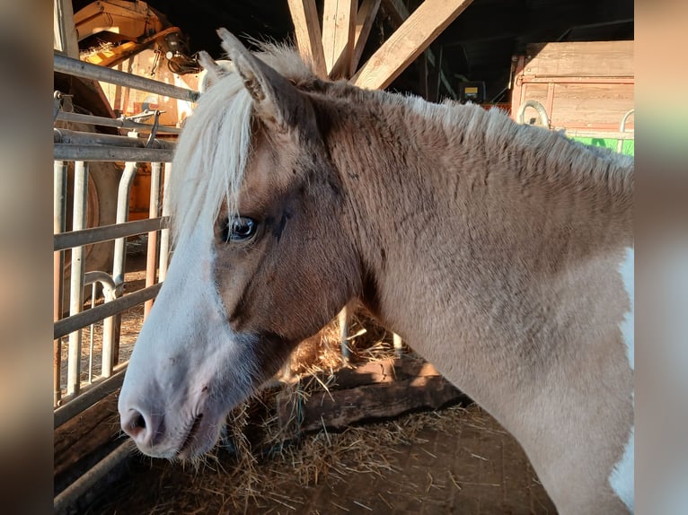 IJslander Merrie 2 Jaar 140 cm Gevlekt-paard in Saarland