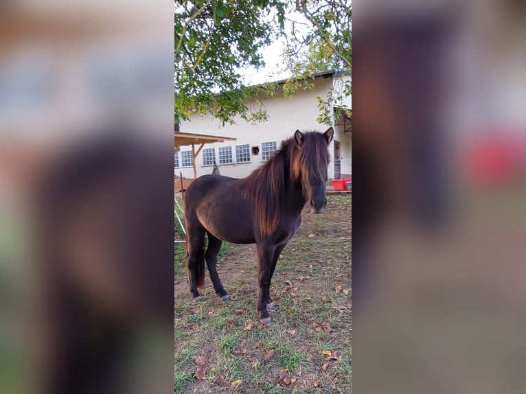 IJslander Merrie 2 Jaar 140 cm Zwart in Weilmünster