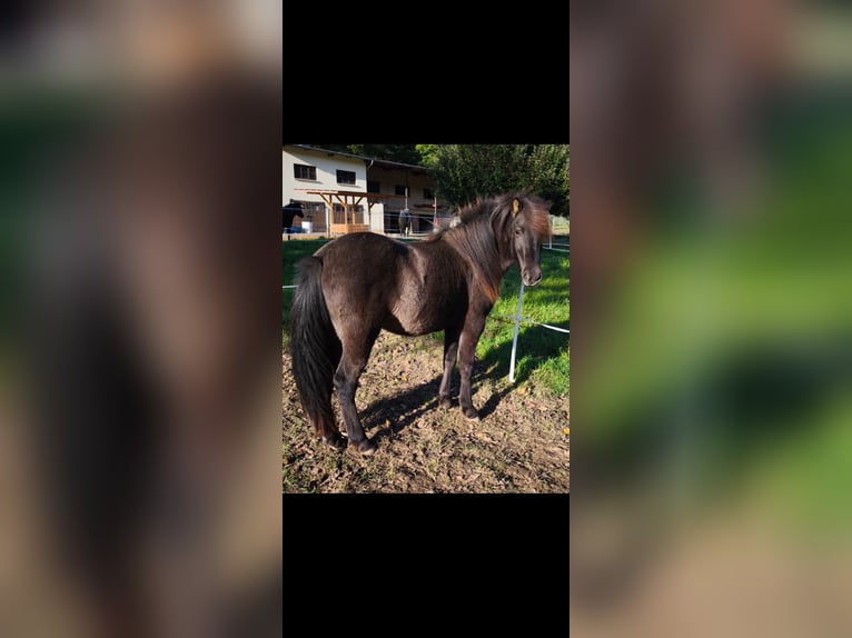 IJslander Merrie 2 Jaar 140 cm Zwart in Weilmünster