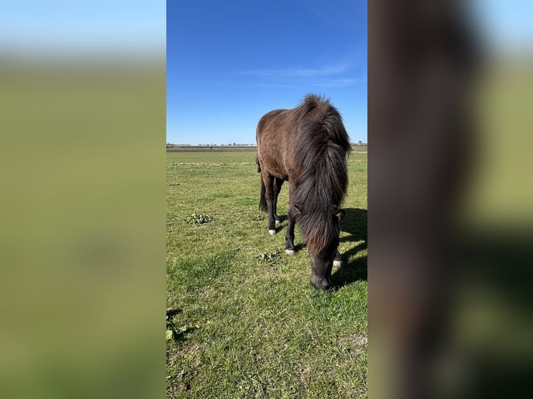 IJslander Merrie 2 Jaar 140 cm Zwart in Leidschendam