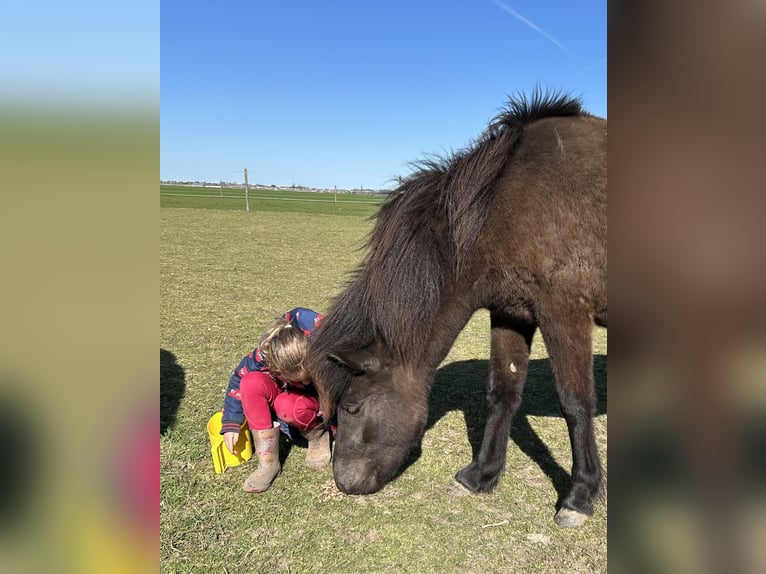 IJslander Merrie 2 Jaar 140 cm Zwart in Leidschendam