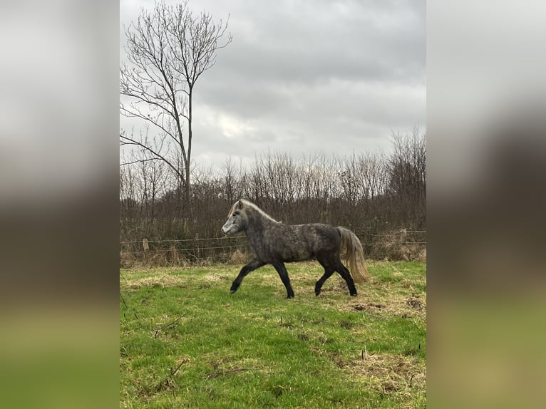 IJslander Merrie 2 Jaar 143 cm Zwartschimmel in Kiel