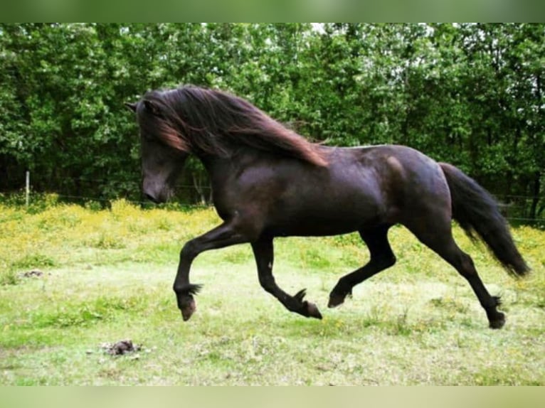 IJslander Merrie 2 Jaar 145 cm Palomino in Blankenheim