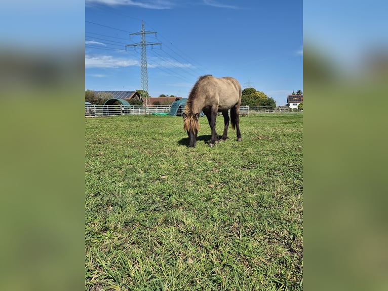IJslander Merrie 2 Jaar Falbe in Friedberg