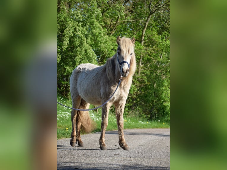 IJslander Merrie 2 Jaar in Blunk