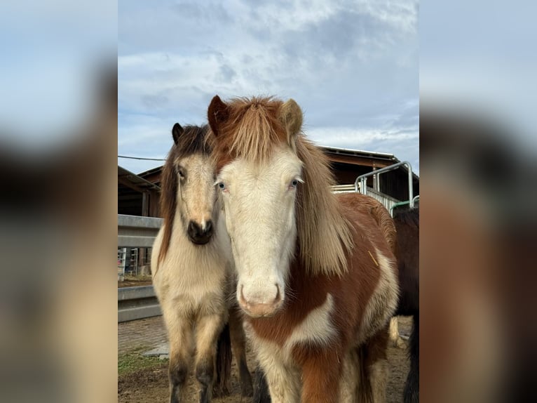 IJslander Merrie 2 Jaar Gevlekt-paard in Aichtal