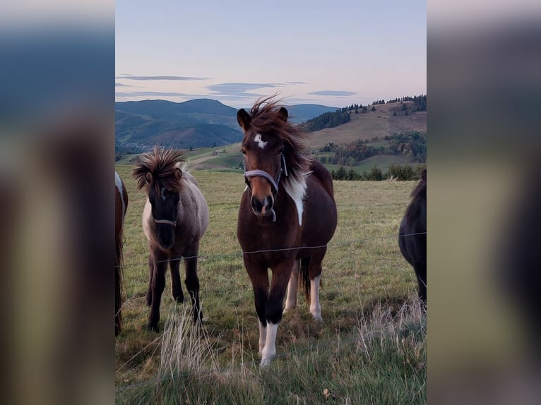 IJslander Merrie 2 Jaar Gevlekt-paard in Häg-Ehrsberg