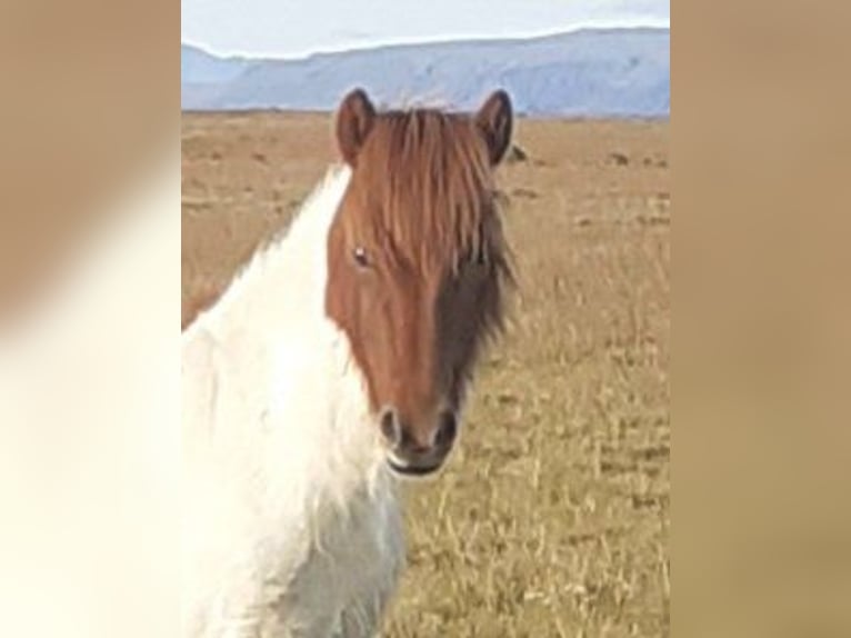 IJslander Merrie 2 Jaar Gevlekt-paard in Reykjavik