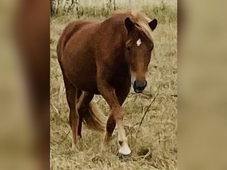 IJslander Merrie 2 Jaar Roodvos in Neuenbürg