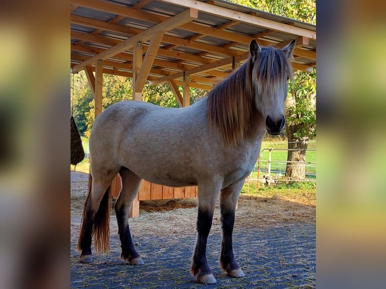 IJslander Merrie 3 Jaar 134 cm Buckskin in Weilmünster