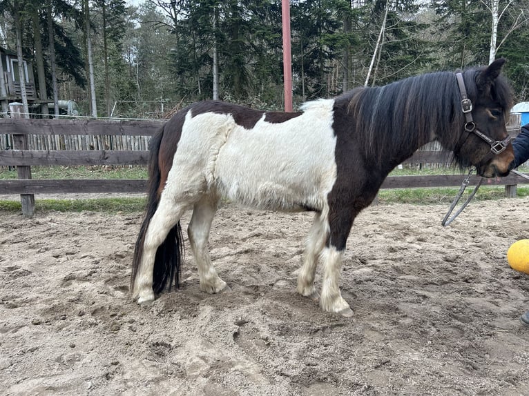 IJslander Merrie 3 Jaar 134 cm Gevlekt-paard in Burgdorf