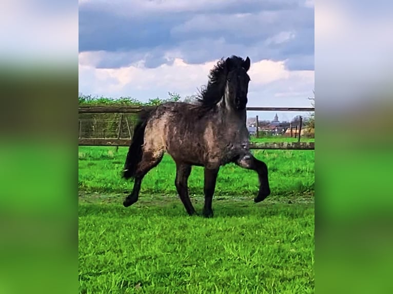 IJslander Merrie 3 Jaar 135 cm Roan-Bay in Bücken