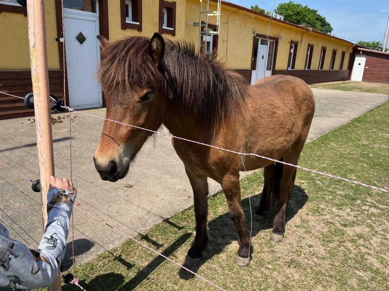 IJslander Merrie 3 Jaar 136 cm Roodbruin in Tata