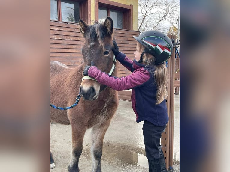 IJslander Merrie 3 Jaar 136 cm Roodbruin in Tata