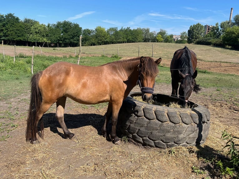 IJslander Merrie 3 Jaar 136 cm Roodbruin in Tata