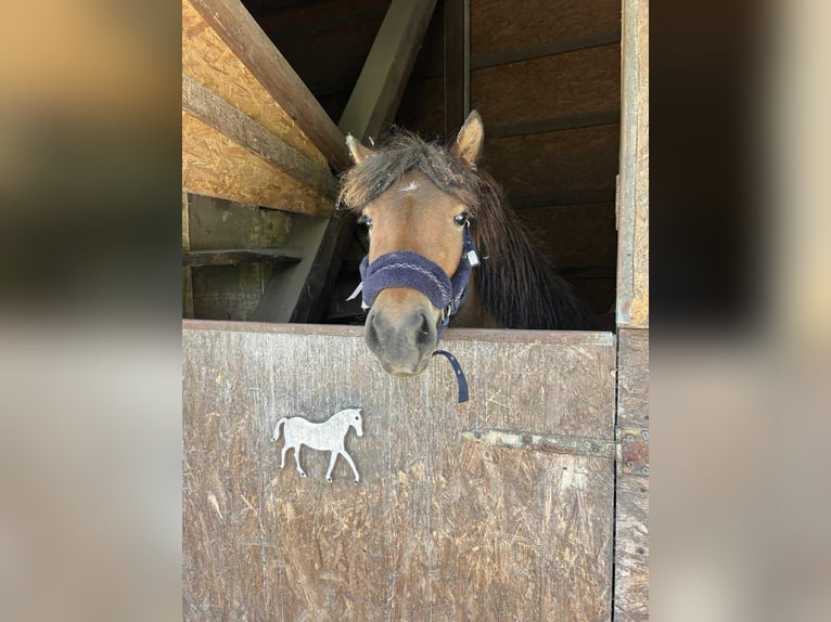 IJslander Merrie 3 Jaar 136 cm Roodbruin in Tata