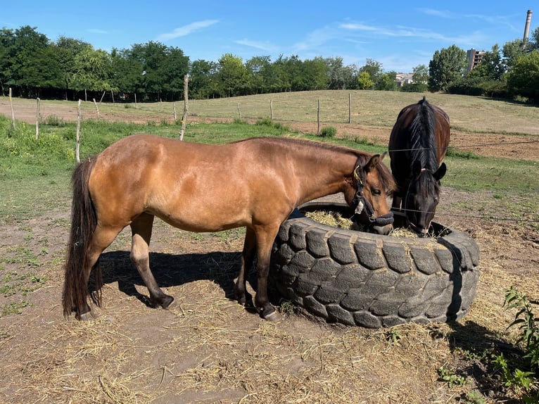 IJslander Merrie 3 Jaar 136 cm Roodbruin in Tata