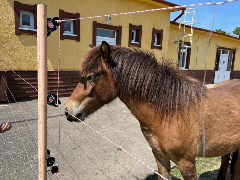 IJslander Merrie 3 Jaar 136 cm Roodbruin in Tata