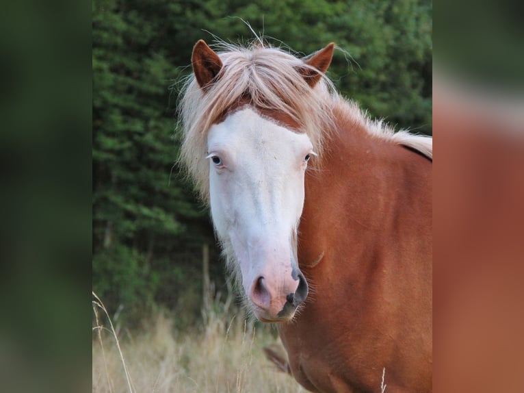 IJslander Merrie 3 Jaar 136 cm Wit in Saarland