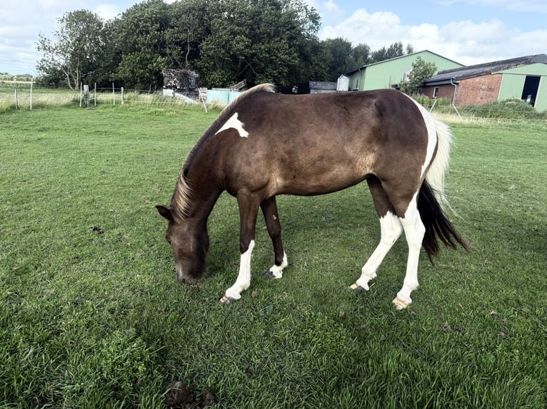 IJslander Merrie 3 Jaar 137 cm Gevlekt-paard in Norderfriedrichskoog
