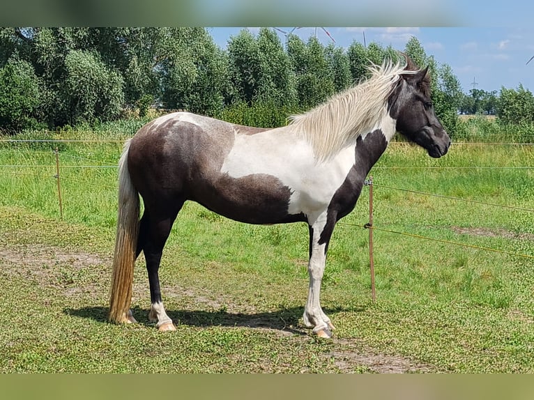 IJslander Merrie 3 Jaar 138 cm kan schimmel zijn in Nauen/ OT Markee