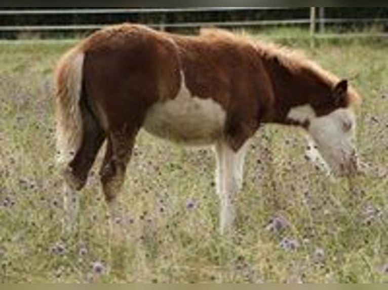 IJslander Merrie 3 Jaar 138 cm Wit in Saarland