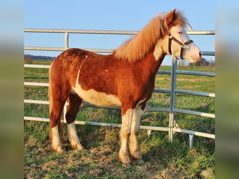 IJslander Merrie 3 Jaar 138 cm Wit in Saarland