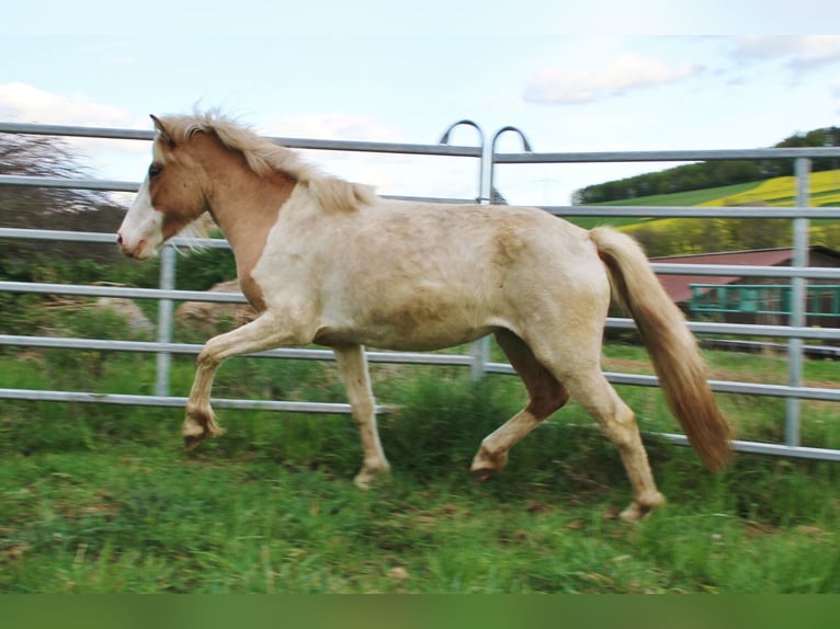 IJslander Merrie 3 Jaar 139 cm Gevlekt-paard in Saarland