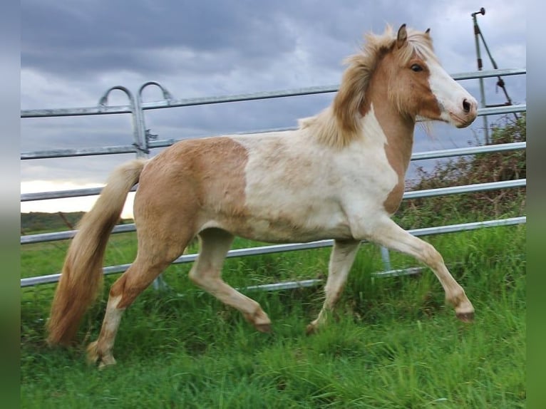 IJslander Merrie 3 Jaar 139 cm Gevlekt-paard in Saarland