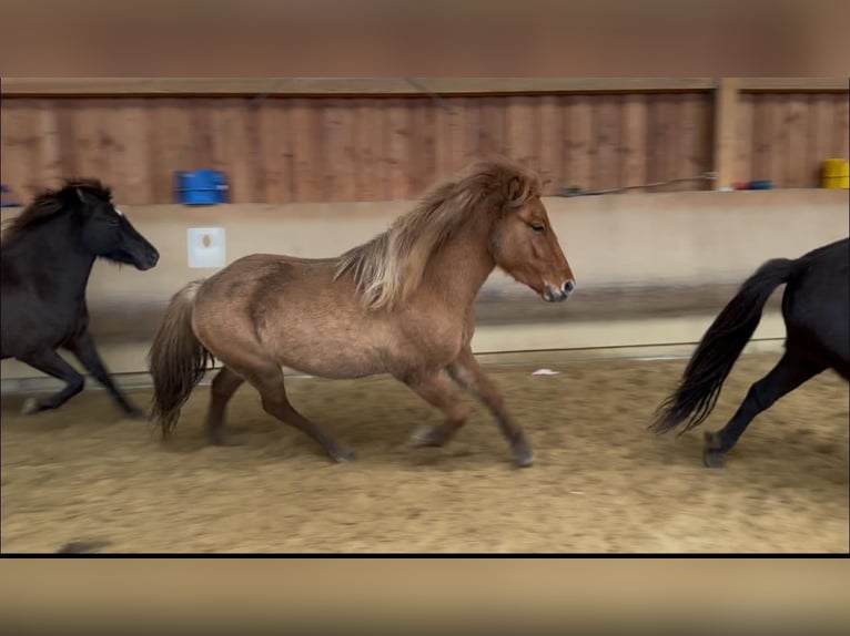 IJslander Merrie 3 Jaar 140 cm Falbe in Fronreute