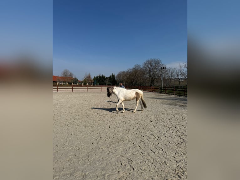 IJslander Mix Merrie 3 Jaar 140 cm Gevlekt-paard in Győrújbarát