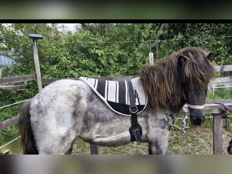 IJslander Merrie 3 Jaar 140 cm Roan-Blue in Saalow