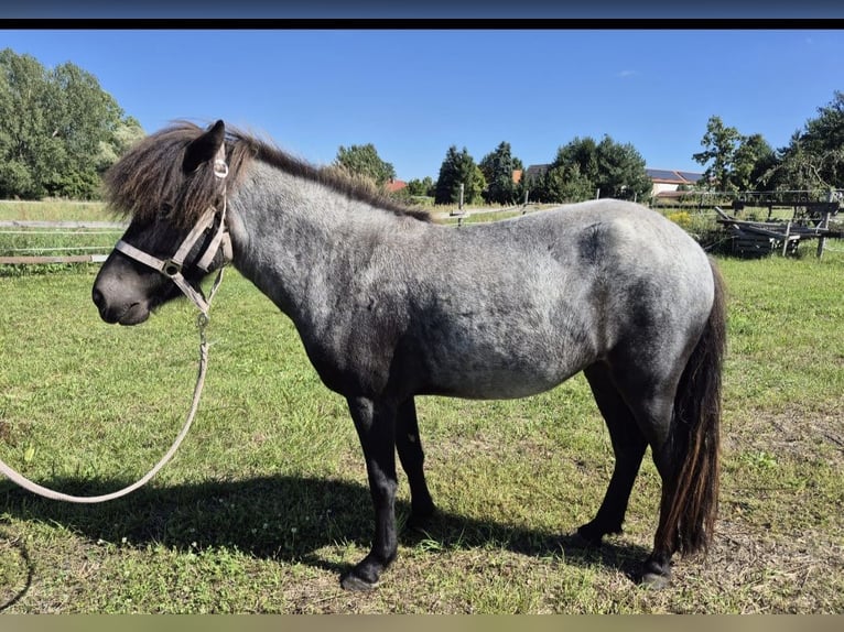 IJslander Merrie 3 Jaar 140 cm Roan-Blue in Saalow