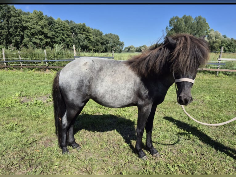 IJslander Merrie 3 Jaar 140 cm Roan-Blue in Saalow